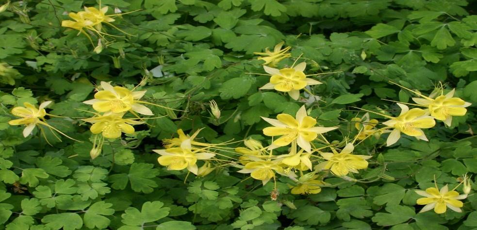 DENVER GOLD® Columbine