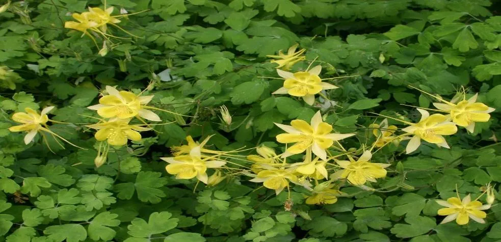 DENVER GOLD® Columbine