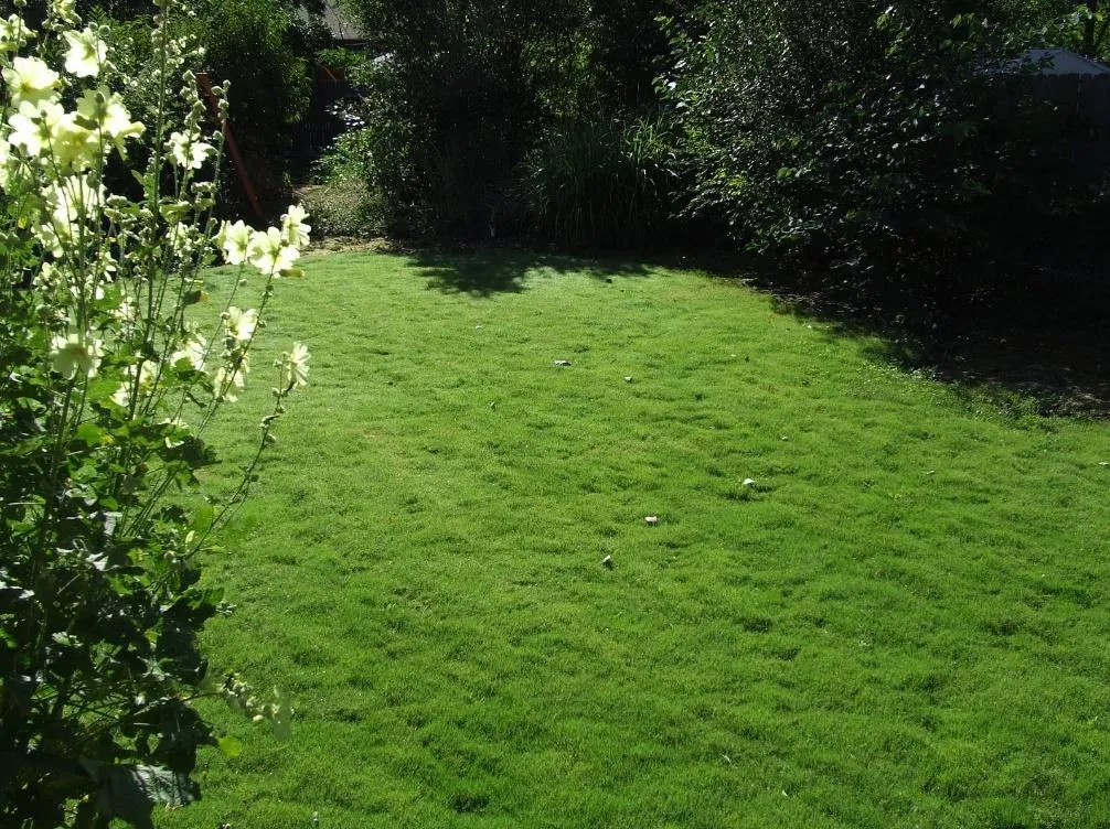 DOG TUFF™ Grass