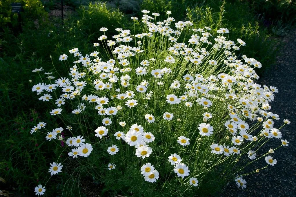 Dalmatian Daisy