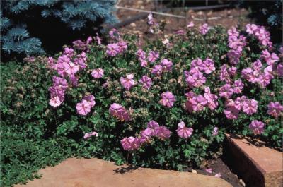 Dalmatian Pink Cranesbill