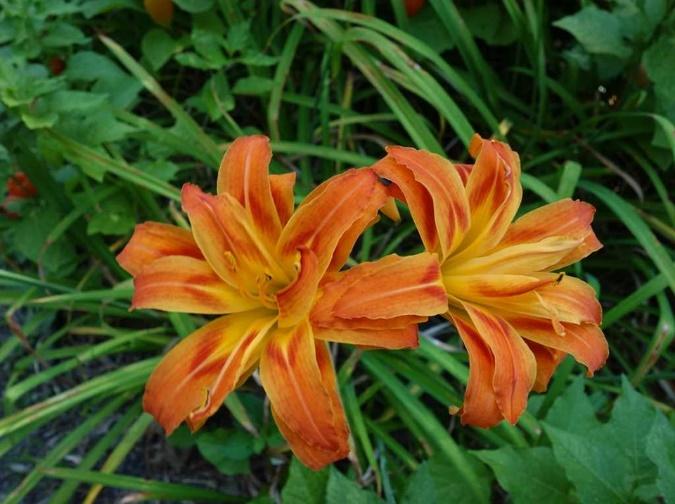 Daylily
