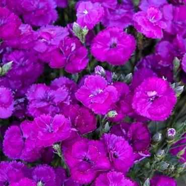Delilah™ Purple Dianthus