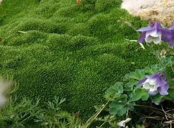 Desert Moss