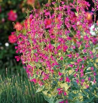 Desert Penstemon/Beardtongue