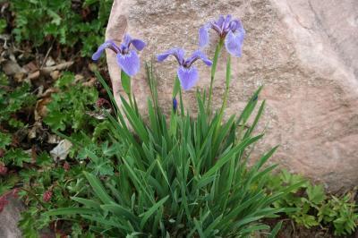 Dwarf Beach Head Iris