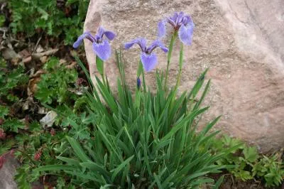 Dwarf Beach Head Iris