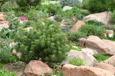Dwarf Pinyon Pine