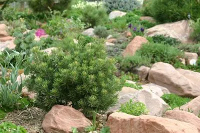 Dwarf Pinyon Pine