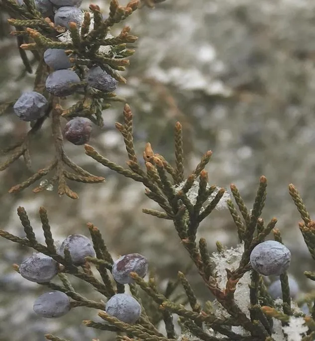Eastern Redcedar