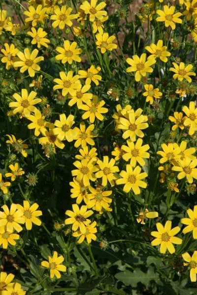 Engelmann’s Daisy