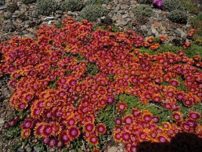 FIRE SPINNER® Ice Plant