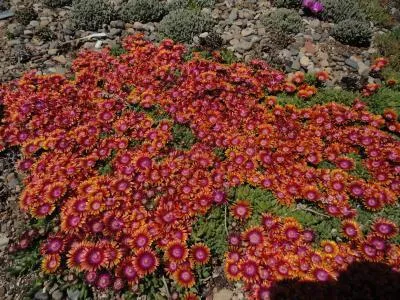 FIRE SPINNER® Ice Plant