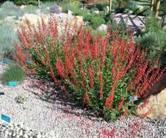 Firecracker Penstemon
