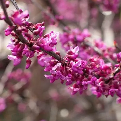 Forest Pansy Redbud