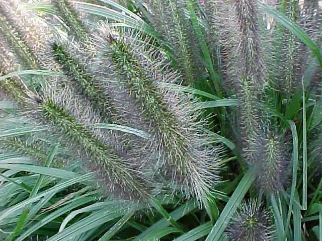 Fountain Grass
