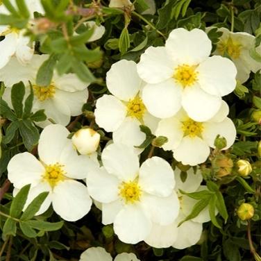 Frosty Potentilla