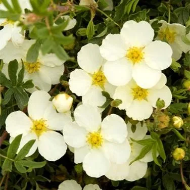 Frosty Potentilla