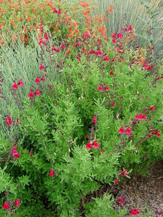 Furman’s Red Sage