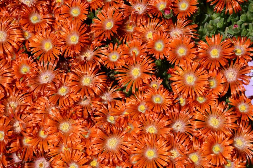 GRANITA® Orange Ice Plant