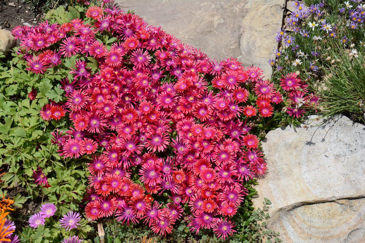 GRANITA™ Raspberry Ice Plant