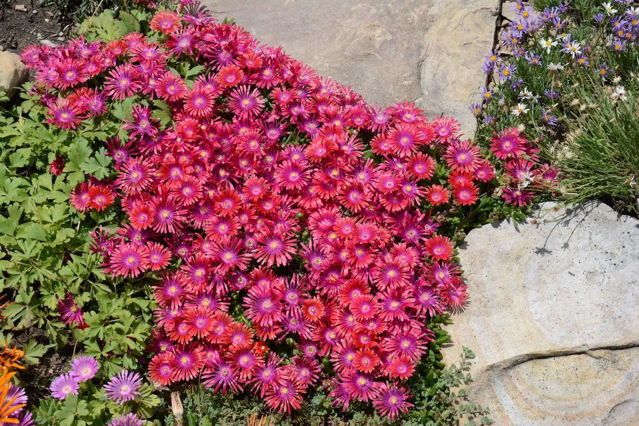 GRANITA™ Raspberry Ice Plant
