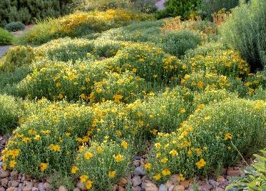 Gold on Blue Prairie Zinnia
