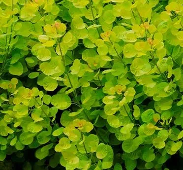 Golden Spirit Smoke Tree