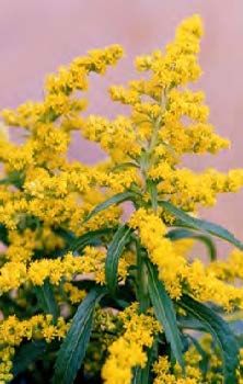 Goldenrod