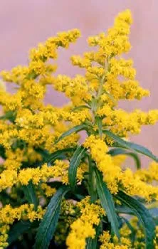 Goldenrod