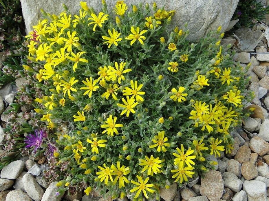 Goldhill Golden-Aster