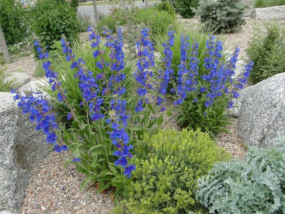 Grand Mesa Beardtongue