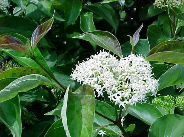 Gray Dogwood