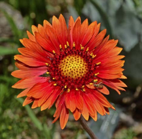 Great Blanket flower