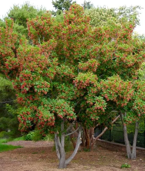 HOT WINGS® Tatarian Maple