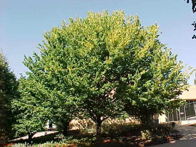 Hackberry