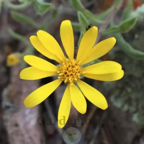 Hairy False Goldenaster