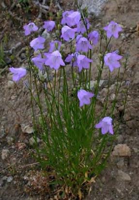 Harebells/ Bluebells