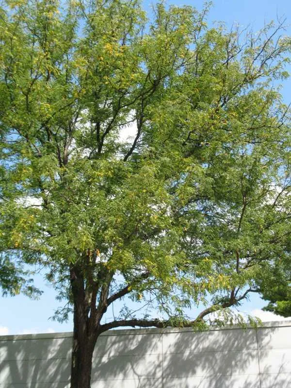Honeylocust