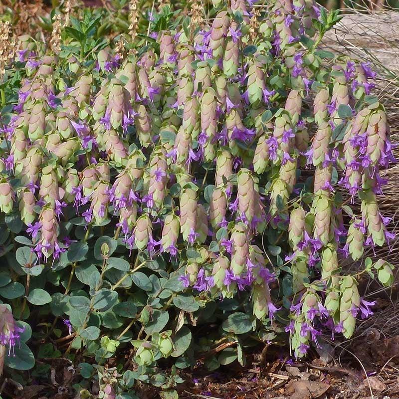 Hopflower Oregano