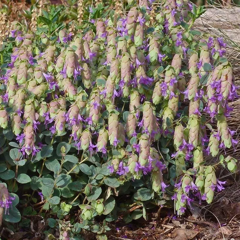 Hopflower Oregano