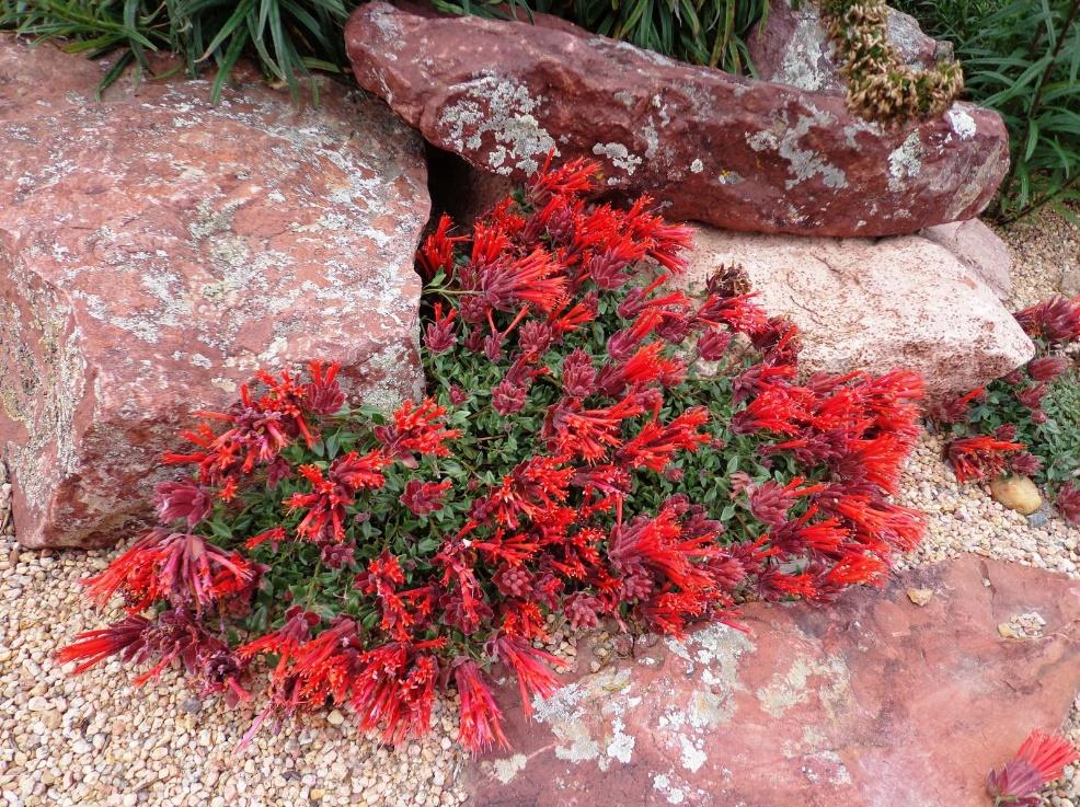 Hummingbird Trumpet Mint