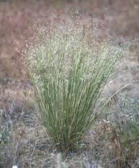 Indian Ricegrass