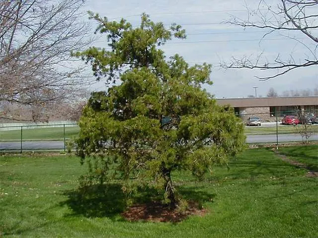 Jack Pine