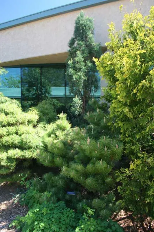 Japanese Black Pine