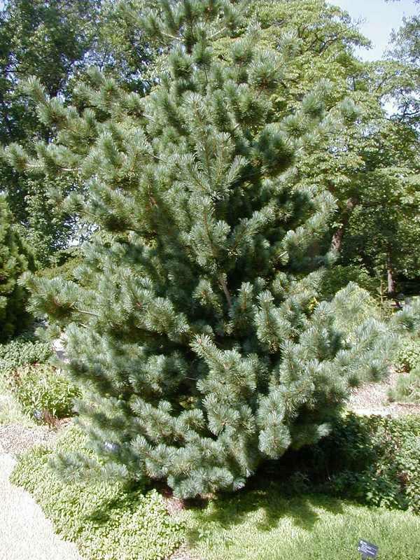 Japanese White Pine