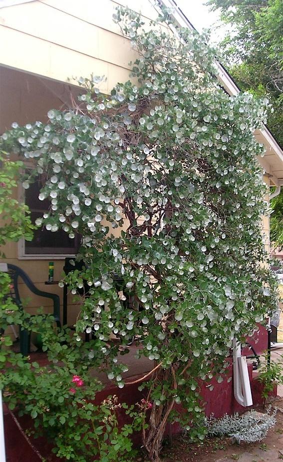 KINTZLEY’S GHOST® Honeysuckle
