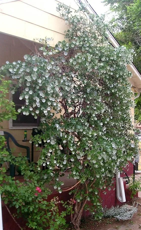 KINTZLEY’S GHOST® Honeysuckle
