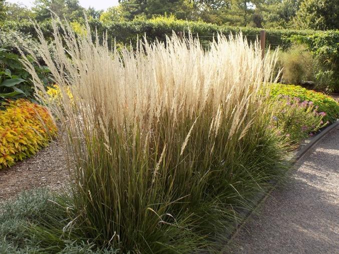 Karl Foerster Reed Grass
