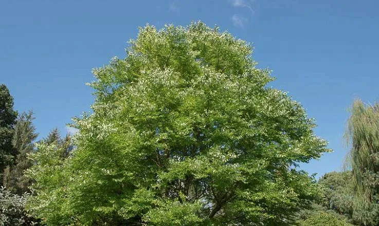 Kentucky Coffeetree